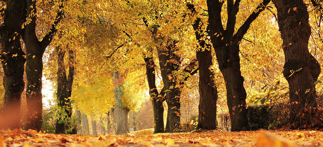 5 comfortable autumn shoes for women